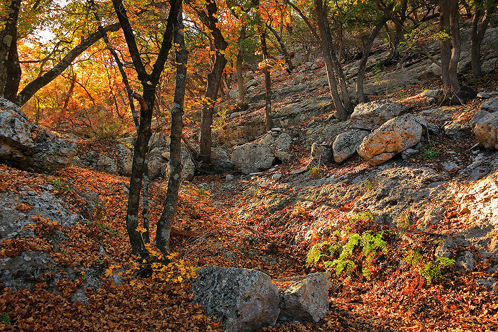 Lost Maples Mystic Canyon_091117_1312