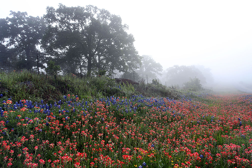 Indian Paintbrush Blanco County_160419_7739