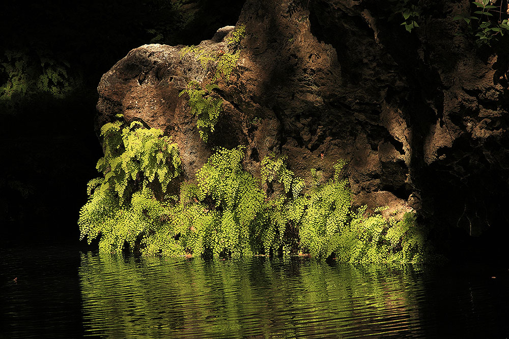 Maidenhair Westcave_150920_9999