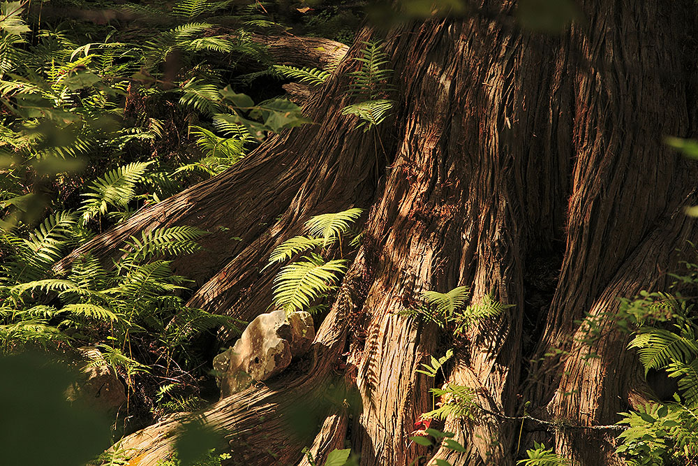 River Fern Cypress Trunk_150919_0003